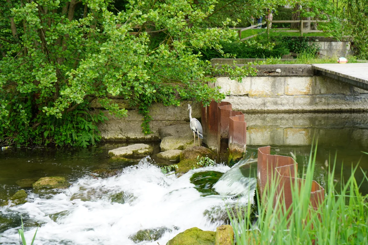 Ein Fischreiher steht auf einem Stein am Fluss.